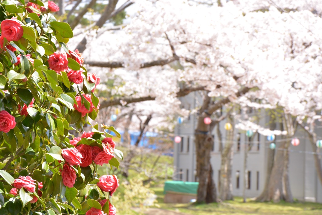 椿と桜