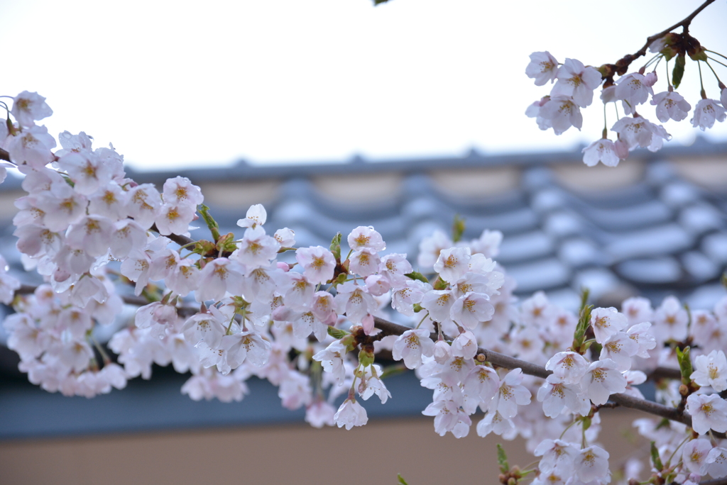 近所の桜の名所