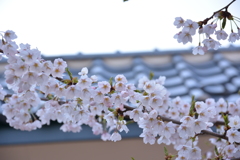 近所の桜の名所