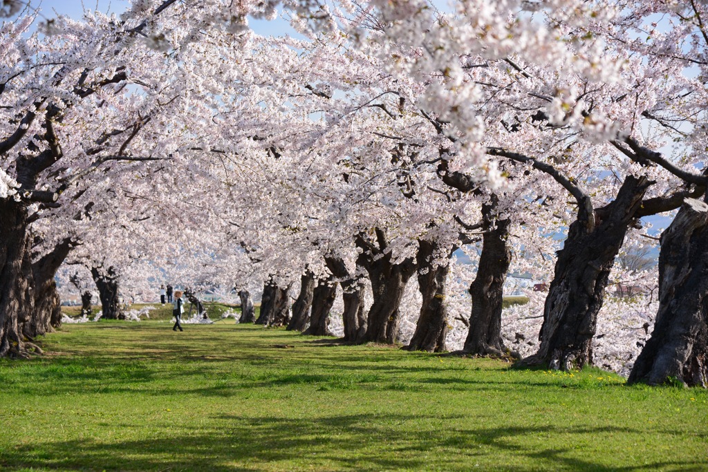 桜の小径
