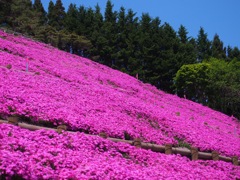木古内町　薬師山