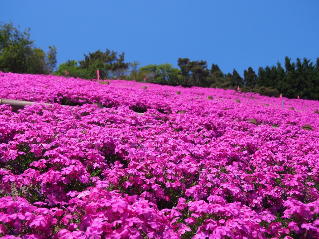 木古内町　薬師山
