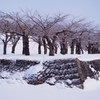 春を待つ五稜郭公園