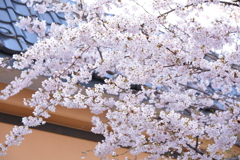 近所の桜の名所