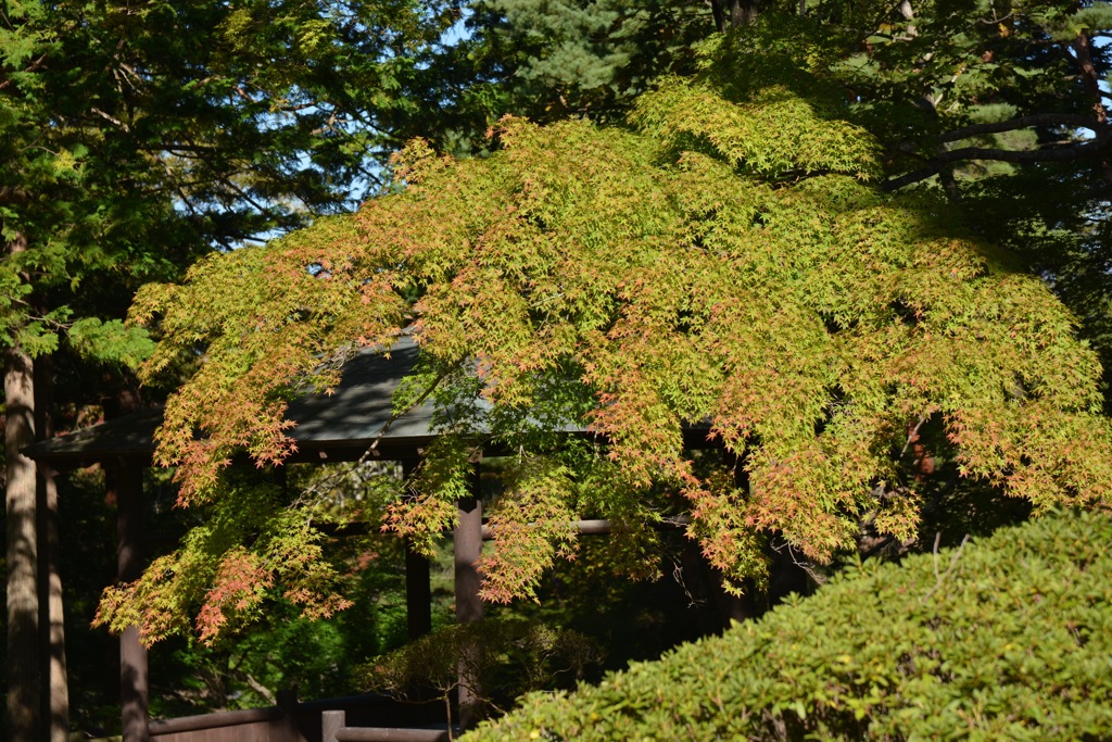 見頃はまだ先
