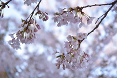 近所の桜の名所