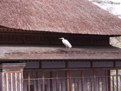 サギ