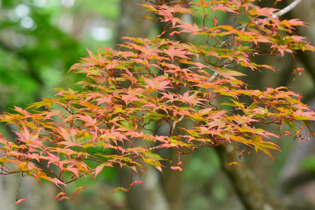 真夏の紅葉