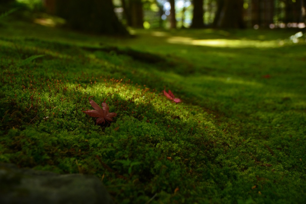 初夏の紅葉②