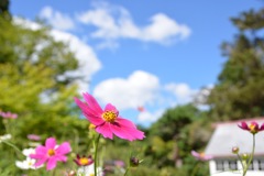 秋空と秋桜
