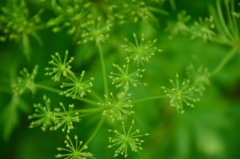 線香花火
