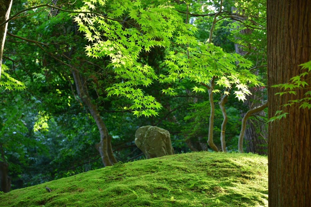 早朝の庭園