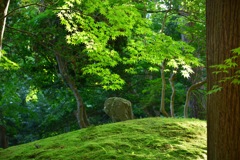 早朝の庭園