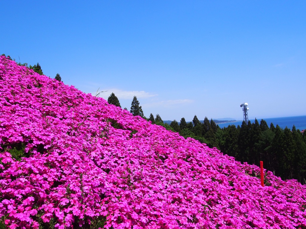 木古内町　薬師山