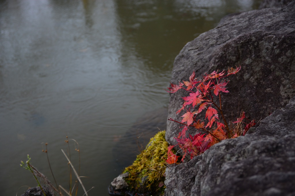 岩から紅葉