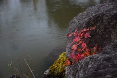 岩から紅葉