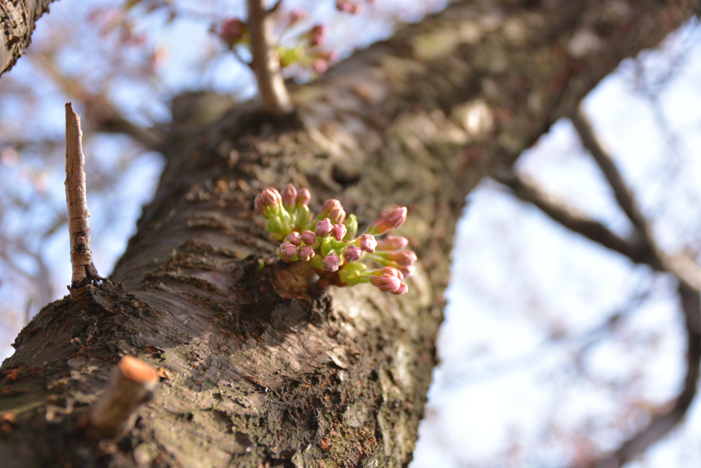 近所の桜の名所