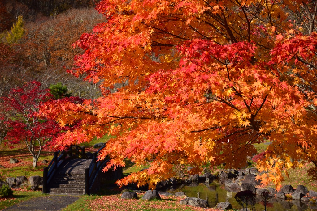 ダム公園　秋味