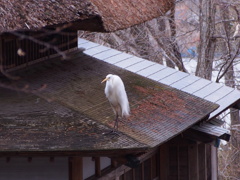 サギ