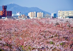 見頃はまだ先