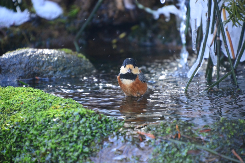真冬の行水