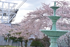 桜と噴水