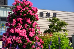 花がいっぱいの函館駅