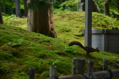 苔生す庭園