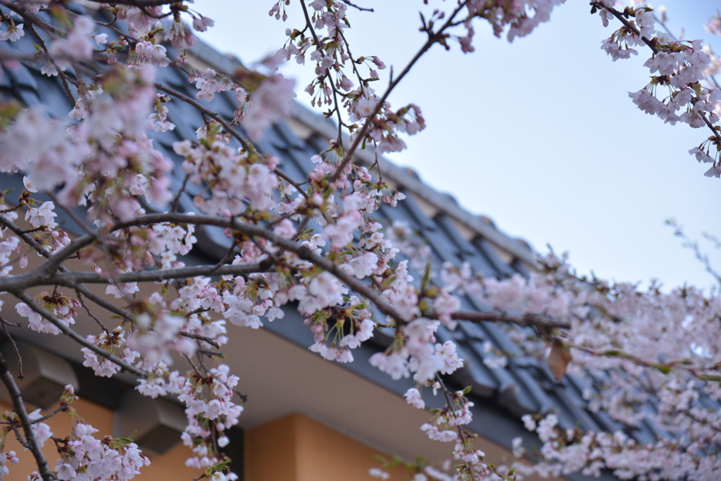 近所の桜の名所