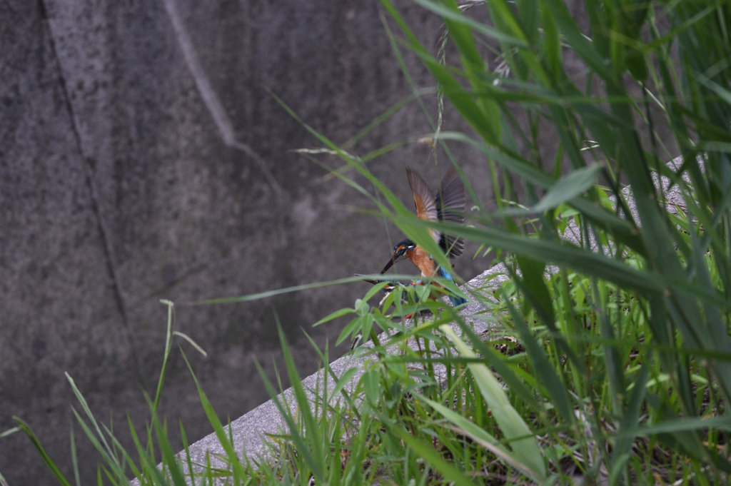 公園のカワセミ