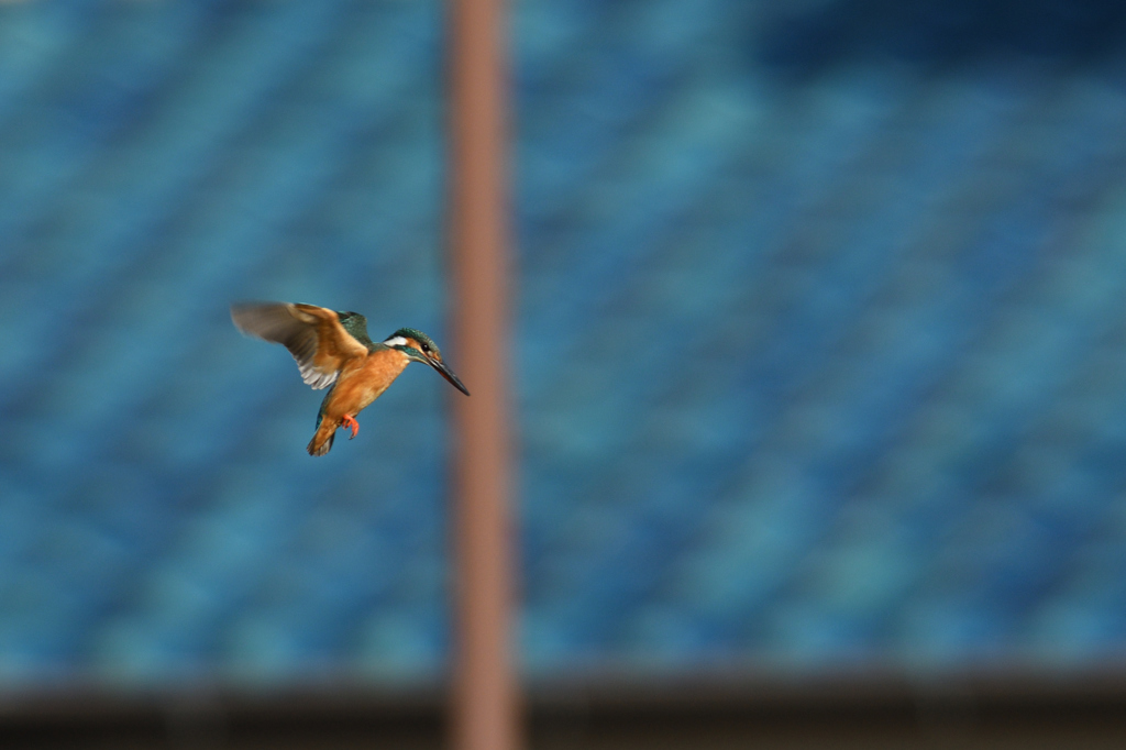公園のカワセミ