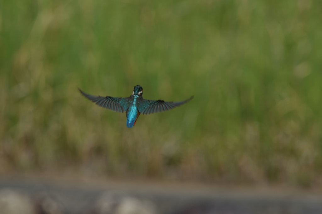 撮れたのは13回　２