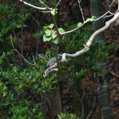 水絡みが撮りたい　１