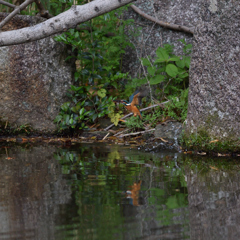 会えたけど・・・。２