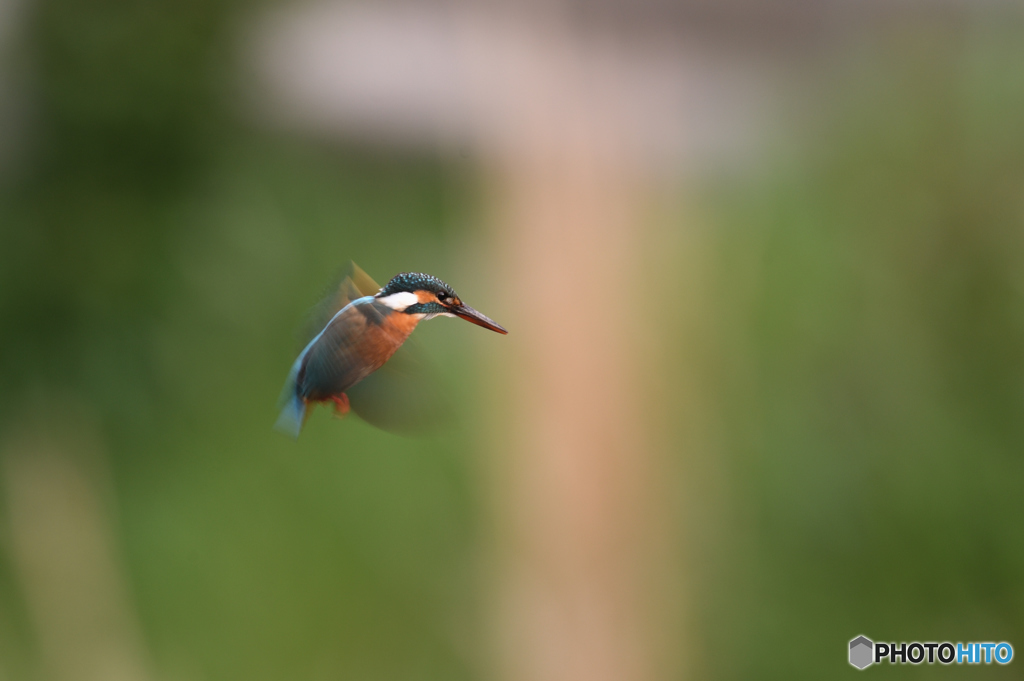 公園のカワセミ