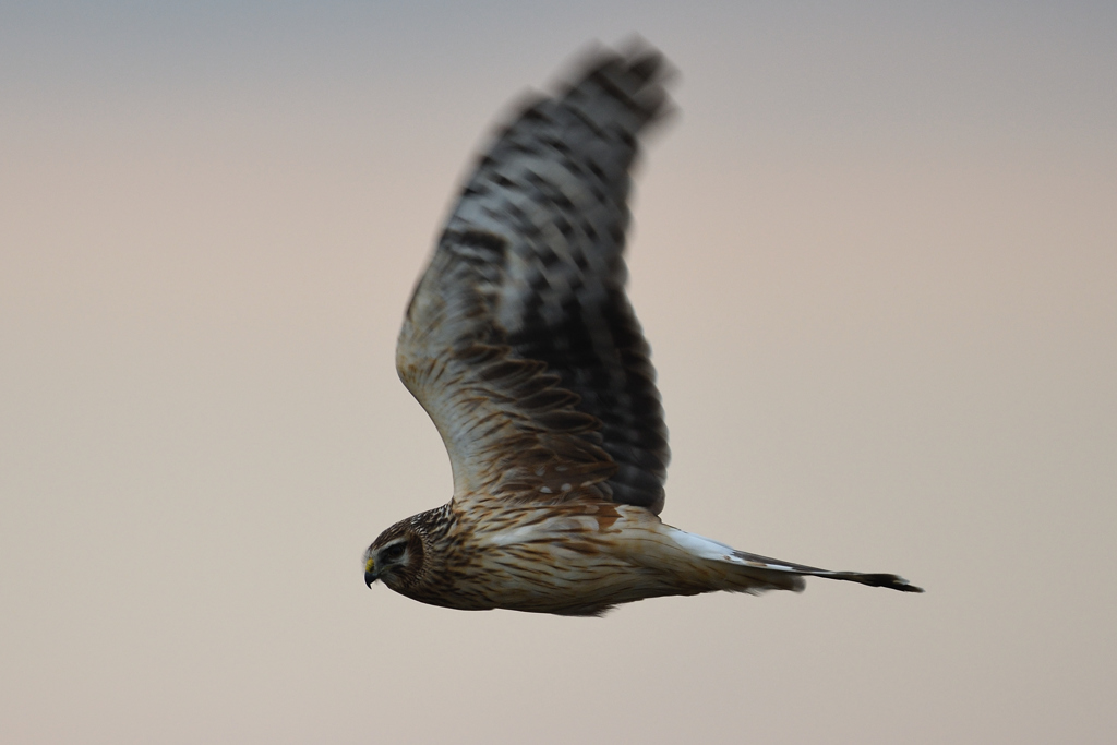 ハイイロチュウヒ♀