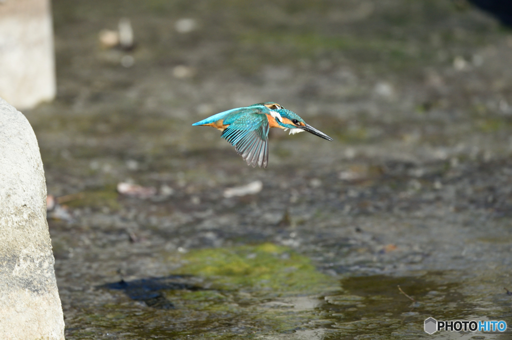 公園のカワセミ