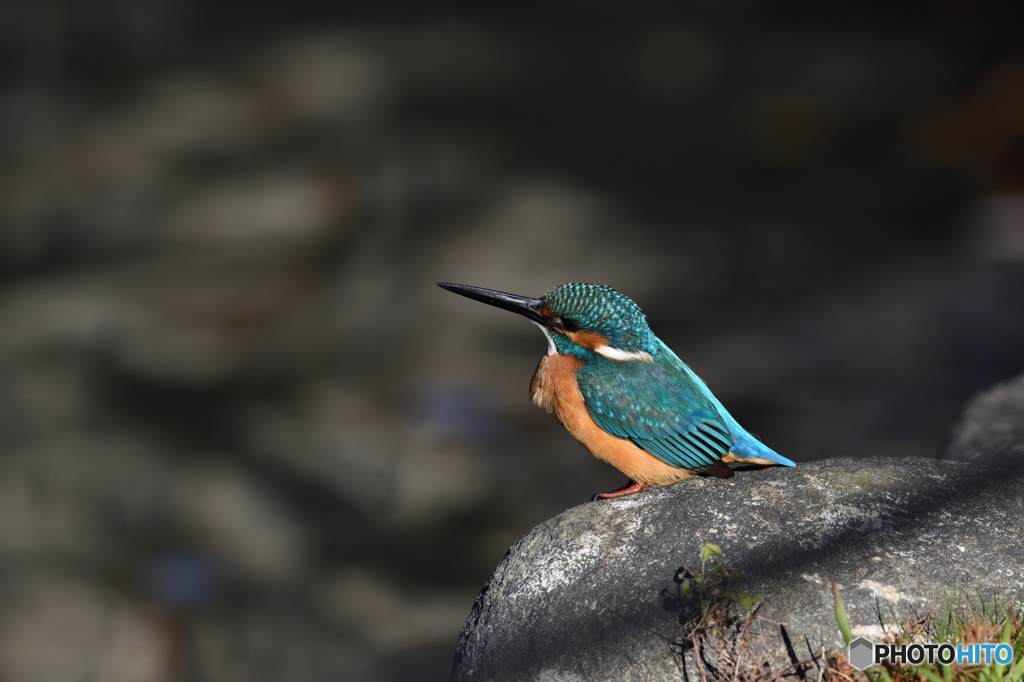 公園のカワセミ