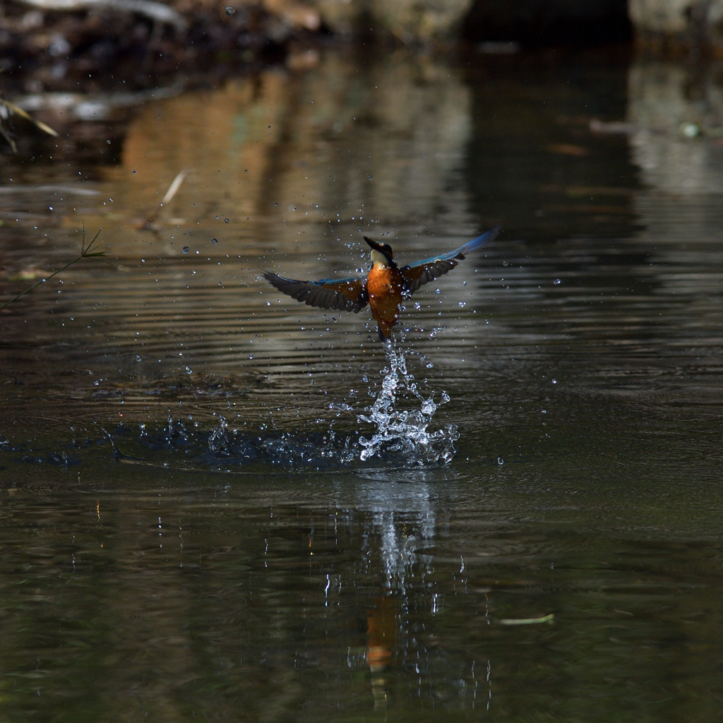 もっと飛沫を　１