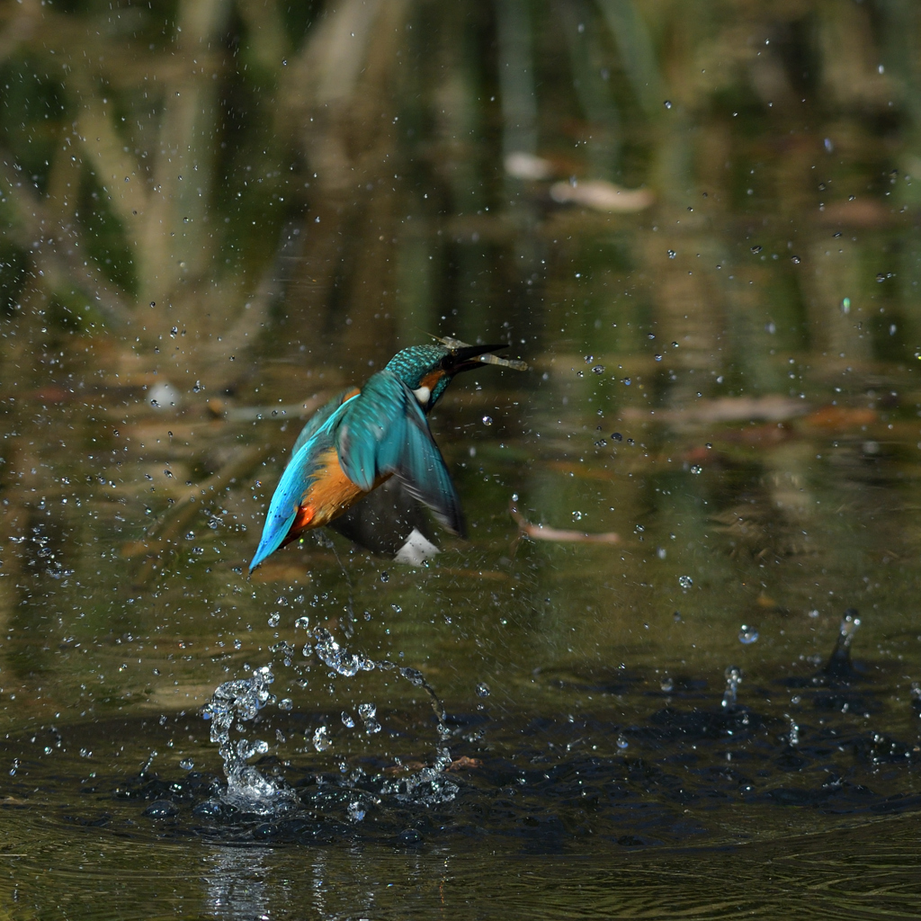 シンクロ？　１