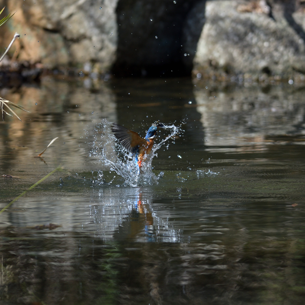 コッチ二フッテ