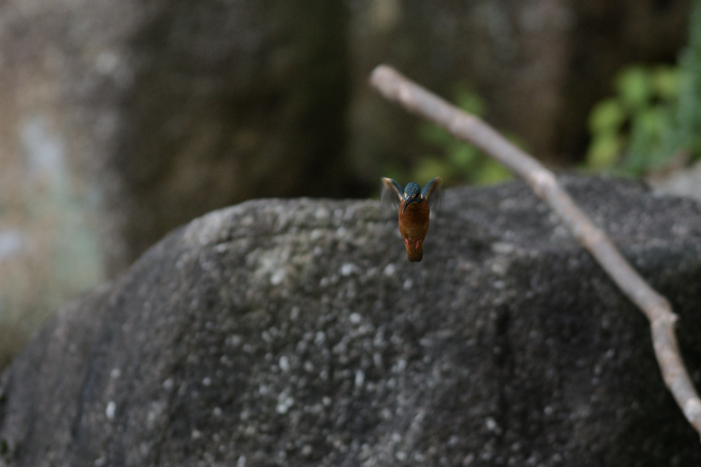 ホバったよ　２