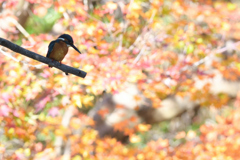 紅葉も終わりかな　３