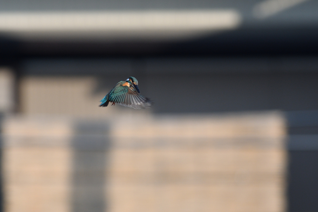 公園のカワセミ