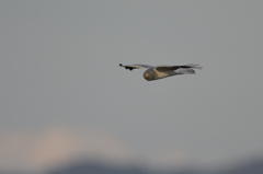 ハイチュウ（在庫）