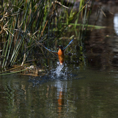 もっと飛沫を　３