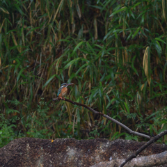 また、穴掘り？　２