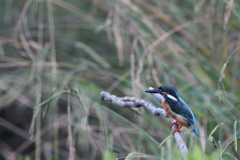 若からの争い？⑤