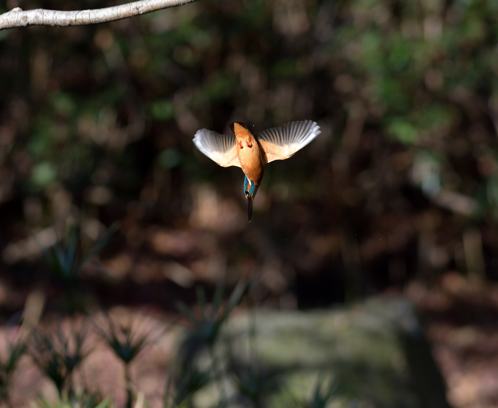 獲物に向かって　１