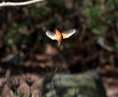 獲物に向かって　１